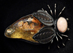 Bug Pin 3