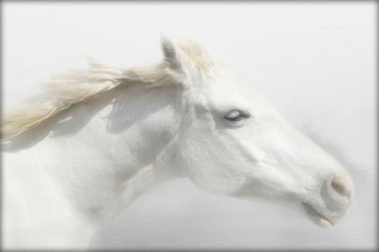 Spirit Horse II