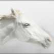 Spirit Horse II