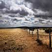 The Trail Home