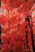 Fourth of July Canyon: Vermillion