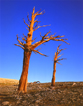 Sierras, Bighorn Plateau