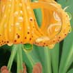 Crouching Tiger Hidden Spider
