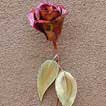 Single Rose