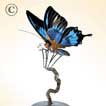 Papillo Ulysses